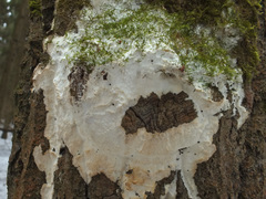Rigidoporus