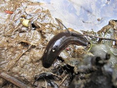 Haemopis sanguisuga