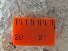 Rigidoporus