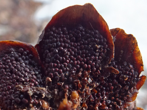 Cherry-Spruce Rust