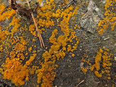 Dacrymyces chrysocomus