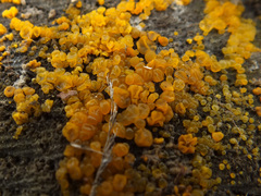 Dacrymyces chrysocomus