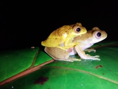 Lesser Treefrog photo 3