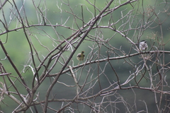 Geothlypis trichas trichas