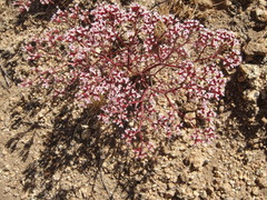 Chorizanthe leptotheca