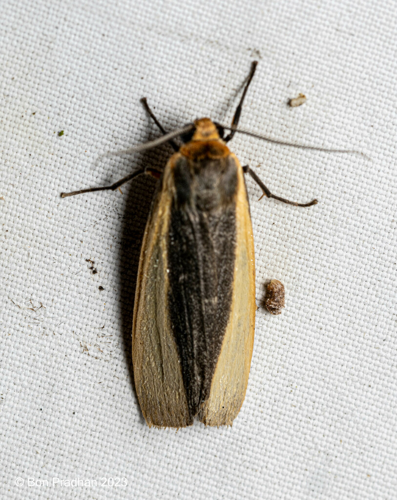 Hesudra divisa