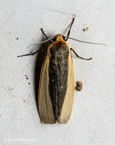 Hesudra divisa Moore, 1878