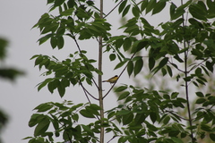 Geothlypis trichas trichas