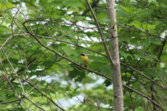 Geothlypis trichas trichas