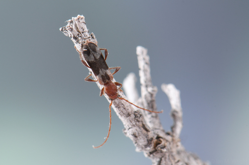 iNaturalist observation photo of Hybodera debilis