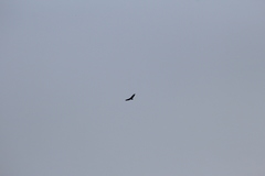 Cathartes aura septentrionalis