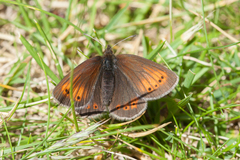 Erebia epiphron