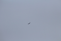 Cathartes aura septentrionalis