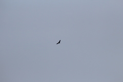 Cathartes aura septentrionalis