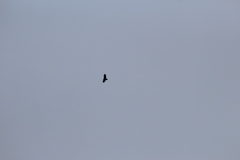 Cathartes aura septentrionalis
