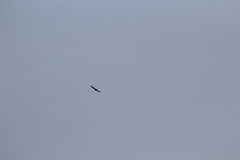 Cathartes aura septentrionalis