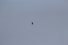Cathartes aura septentrionalis
