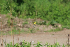 Spinus tristis tristis