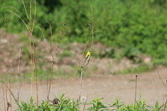 Spinus tristis tristis