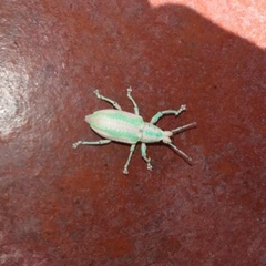 Compsus viridivittatus