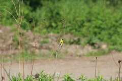 Spinus tristis tristis