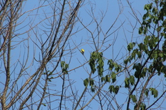 Spinus tristis tristis