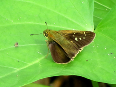 Caltoris cahira austeni