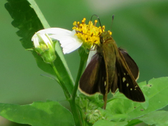 Caltoris cahira austeni