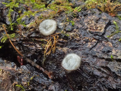 Trichophaeopsis bicuspis