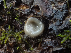 Trichophaeopsis bicuspis