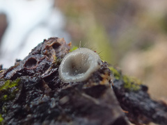 Trichophaeopsis bicuspis