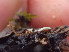 Trichophaeopsis bicuspis