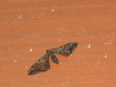 Hypochrosis binexata