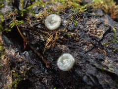 Trichophaeopsis bicuspis