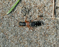 Staphylinus erythropterus