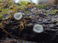 Trichophaeopsis bicuspis