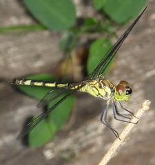 Chalcostephia flavifrons