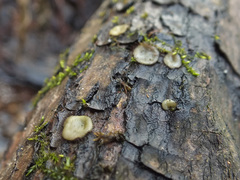 Trichophaeopsis bicuspis