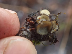 Trichophaeopsis bicuspis