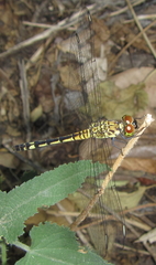 Chalcostephia flavifrons