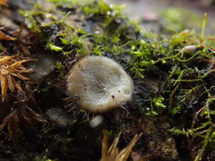 Trichophaeopsis bicuspis