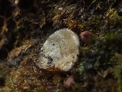 Trichophaeopsis bicuspis