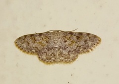 Scopula fibulata