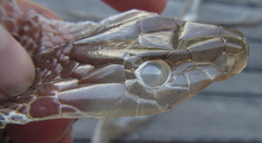 Dendroaspis polylepis