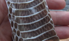 Dendroaspis polylepis