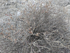 Eriogonum wrightii nodosum