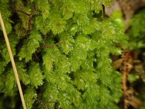 Balantiopsis convexiuscula