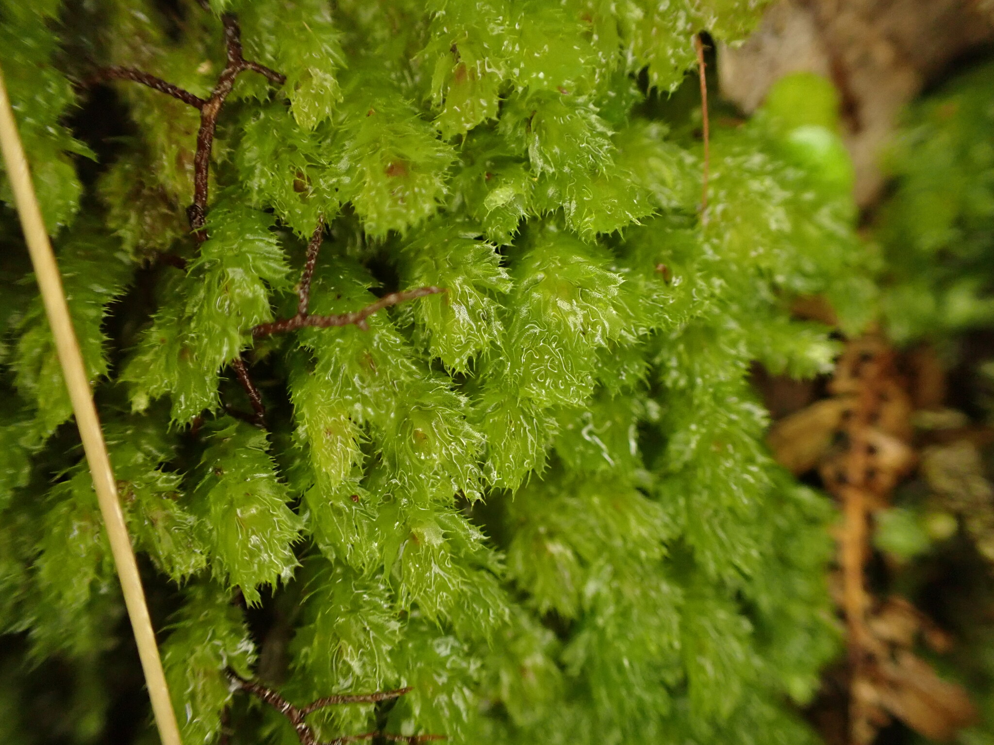 Balantiopsis convexiuscula