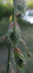 Eragrostis superba image