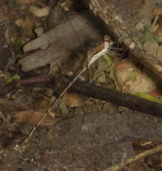 Lestes pinheyi